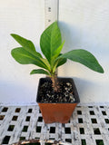 Euphorbia Milii NEW MILLIONAIRE Crown of Thorns Corona De Cristo Thai Hybrid