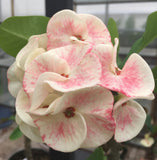 Euphorbia Milii Sexy Polka Crown of Thorns – Starter Cutting