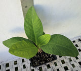 Euphorbia Milii NEW MILLIONAIRE Crown of Thorns Corona De Cristo Thai Hybrid