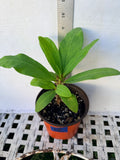 Euphorbia Milii SETHEE CHIANG MAI Crown Of Thorns  Corona de Cristo Cactus Succulents