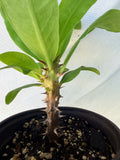 Euphorbia Milii SETHEE CHIANG MAI Crown Of Thorns  Corona de Cristo Cactus Succulents