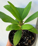 Euphorbia Milii SETHEE CHIANG MAI Crown Of Thorns  Corona de Cristo Cactus Succulents