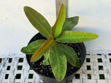 Euphorbia Milii BLACK DIAMOND Crown of Thorns Corona de Cristo