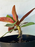 Euphorbia Milii BLACK DIAMOND Crown of Thorns Corona de Cristo