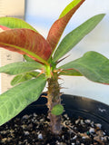 Euphorbia Milii BLACK DIAMOND Crown of Thorns Corona de Cristo