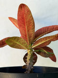 Euphorbia Milii BLACK DIAMOND Crown of Thorns Corona de Cristo