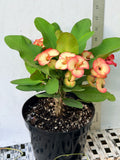 Euphorbia Milii PINK PARFAIT Crown Of Thorns Corona de Cristo Thai Hybrid