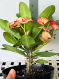 Euphorbia Milii PINK PARFAIT Crown Of Thorns Corona de Cristo Thai Hybrid
