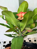Euphorbia Milii PINK PARFAIT Crown Of Thorns Corona de Cristo Thai Hybrid
