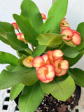 Euphorbia Milii PINK PARFAIT Crown Of Thorns Corona de Cristo Thai Hybrid