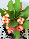 Euphorbia Milii PINK PARFAIT Crown Of Thorns Corona de Cristo Thai Hybrid