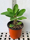 Euhorbia Milii Crown Of Thorns Corona de Cristo PAPERINA Thai Hybrid