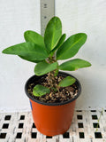 Euhorbia Milii Crown Of Thorns Corona de Cristo PAPERINA Thai Hybrid