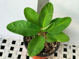 Euhorbia Milii Crown Of Thorns Corona de Cristo PAPERINA Thai Hybrid