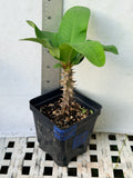 Euphorbia Milii DESIREE Crown of Thorns  Corona de Cristo Thai Hybrid