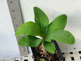 Euphorbia Milii DESIREE Crown of Thorns  Corona de Cristo Thai Hybrid