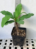 Euphorbia MIlii LUCKY PINKY Crown of Thorns Corona de Cristo