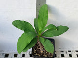 Euphorbia MIlii LUCKY PINKY Crown of Thorns Corona de Cristo