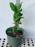 Euphorbia Milii WHISPERING ANGEL Crown Of Thorns  Poysean Corona De Cristo