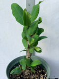 Euphorbia Milii WHISPERING ANGEL Crown Of Thorns  Poysean Corona De Cristo