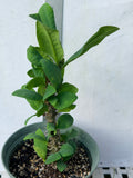 Euphorbia Milii WHISPERING ANGEL Crown Of Thorns  Poysean Corona De Cristo
