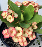 Euphorbia Milii PINK PARFAIT Crown Of Thorns Corona de Cristo Thai Hybrid