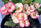 Euphorbia Milii PINK PARFAIT Crown Of Thorns Corona de Cristo Thai Hybrid