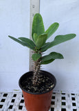 Euphorbia Milii WONDERFUL Crown Of Thorns Corona de Cristo