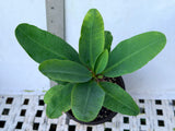 Euphorbia Milii WONDERFUL Crown Of Thorns Corona de Cristo