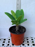 Euphorbia Milii CHAKIRO Crown of Thorns Coronas de Cristo Cactus/Succulents