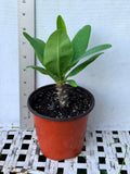 Euphorbia Milii CHAKIRO Crown of Thorns Coronas de Cristo Cactus/Succulents