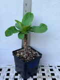 Euphorbia Milii PRINCE OF ORANGE Crown of Thorns Corona de Cristo Thai Hybrid