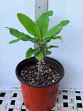 Euphorbia Milii FLAME of the FOREST Corona de Cristo Tropicals Succulents