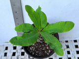 Euphorbia Milii FLAME of the FOREST Corona de Cristo Tropicals Succulents