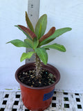 Euphorbia Milii "First Lady II" Crown Of Thorns Corona de Cristo Thai Hybrid