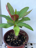 Euphorbia Milii "First Lady II" Crown Of Thorns Corona de Cristo Thai Hybrid