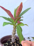 Euphorbia Milii "First Lady II" Crown Of Thorns Corona de Cristo Thai Hybrid