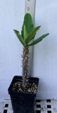 Euphorbia Milii HWAN CHAI Crown Of Thorns  Corona de Cristo