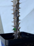 Euphorbia Milii HWAN CHAI Crown Of Thorns  Corona de Cristo