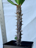 Euphorbia Milii HWAN CHAI Crown Of Thorns  Corona de Cristo