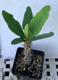 Euphorbia Milii HWAN CHAI Crown Of Thorns  Corona de Cristo