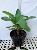 Euphorbia Milii SUNKIST Crown of Thorns Corona de Cristo Large Blooms