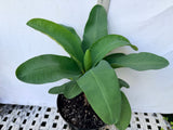 Euphorbia Milii SUNKIST Crown of Thorns Corona de Cristo Large Blooms