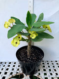 Euphorbia Milii NAMCHOK (Dream Land) Crown of Thorns Corona de Cristo Cactus/Succulent