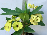 Euphorbia Milii NAMCHOK (Dream Land) Crown of Thorns Corona de Cristo Cactus/Succulent