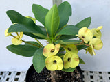 Euphorbia Milii NAMCHOK (Dream Land) Crown of Thorns Corona de Cristo Cactus/Succulent