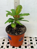 Euhorbia Milii Crown Of Thorns Corona de Cristo Thai Hybrid "Crazy Pink"