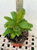 Euhorbia Milii Crown Of Thorns Corona de Cristo Thai Hybrid "Crazy Pink"