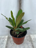 Euphorbia MIlii LUCKY PINKY Crown of Thorns Corona de Cristo
