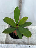 Euphorbia MIlii LUCKY PINKY Crown of Thorns Corona de Cristo